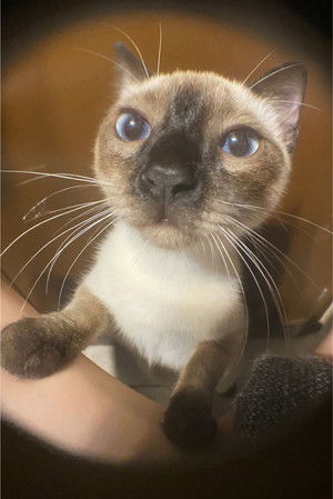 Capuccina Castilla Rivero