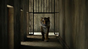 Life of Pi