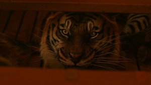 Life of Pi
