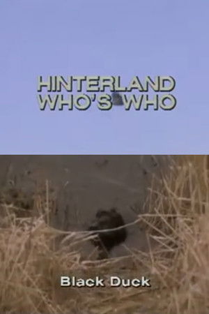 Hinterland Who's Who: Black Duck