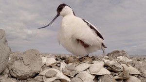 Default Netflix logo