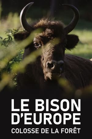 Póster de la película La odisea del bisonte europeo