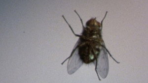 The Fly