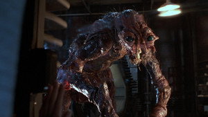 The Fly