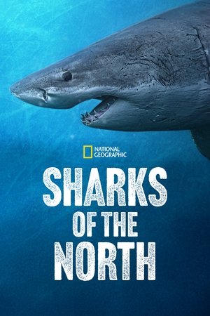 watch sharks of the north movie poster