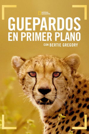 Póster de la película Guepardos en primer plano con Bertie Gregory