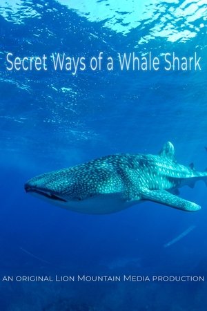Le long voyage d'un requin-baleine