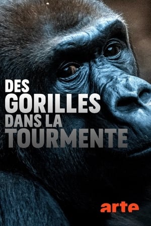 Poster di Gorillas unter Stress