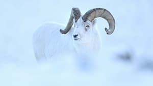 Yukon : Un rêve blanc