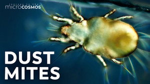 The Arachnid Whose Poop Is Making You Sneeze still