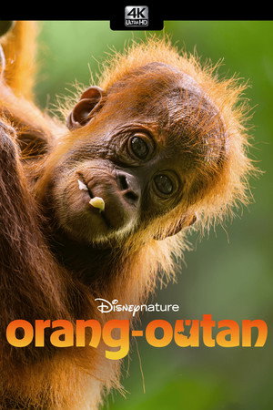 Orangutan 33