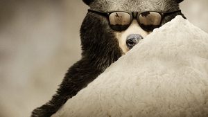 Cocaine Bear: The True Story 2023