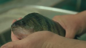 Épisode 12
