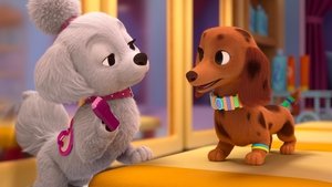 Bienvenida canina / Los pelujuegos