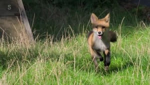 poster Foxes: Their Secret World