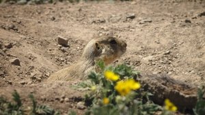 Prairie Dog Manor Family Affair