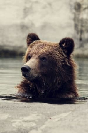 Image Seul au milieu des ours