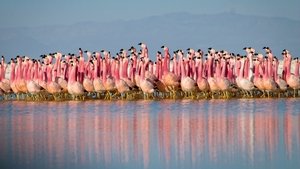 Planet Earth II (2016) online ελληνικοί υπότιτλοι