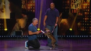 Cesar Millan Viva Las Vegas! การแสดงสด ซีซาร์ มิลลาน