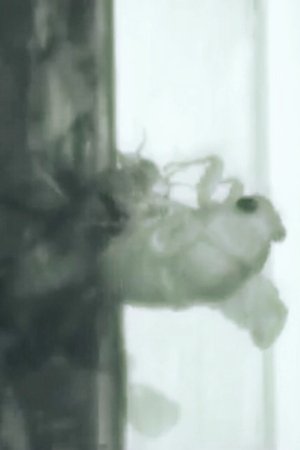 Poster Un Ange Passe 2002