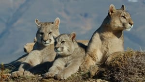 Animals Up Close with Bertie Gregory Patagonia Puma