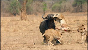 Cazadores de África: 3×1