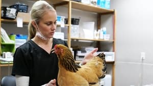 Heartland Docs, DVM Chicken: Impossible