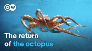 Octopus under threat