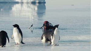 Antarctica, sur les traces de l’empereur