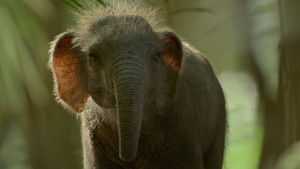 Prehistoric Planet Season 3 Episode 2