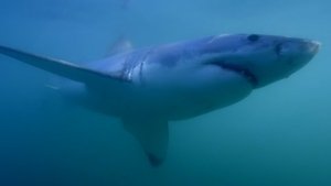 O Ano Selvagem da África: 1×3