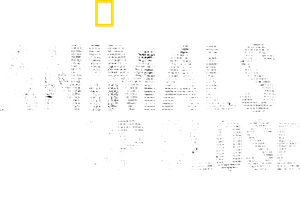 Animals Up Close with Bertie Gregory — Logos 9
