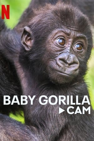 Image Babygorillaer på livekamera