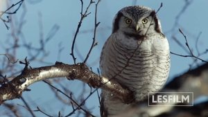 watch Kamchatka Bears. Life Begins 2018 online free