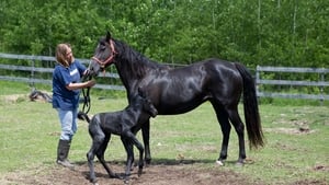 The Incredible Dr. Pol Wonder Horse