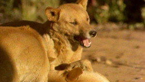 All About Animals EP10