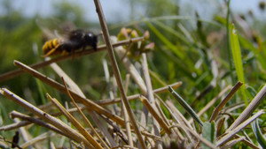 Secrets of the Bees: 1×1