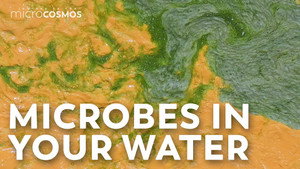 Microorganisms Are Cleaning the Water You Drink still