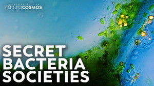 The Incredible World of Bacterial Communities still