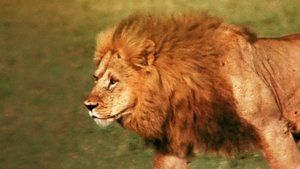 The African Lion