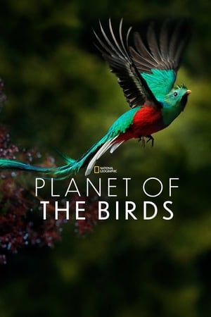 Image Планета птиц