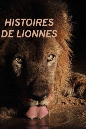 Image Histoires de lionnes