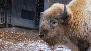 Arctic Vets Beluga Scars, a Cracked Beak and Broken Polar Bear Teeth