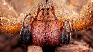 10 Animals That Can Kill You