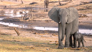 Botswana backdrop