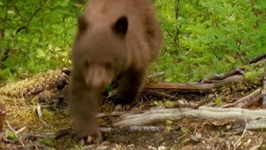 All About Animals EP13