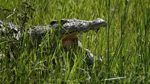 Wild Tanzania River Battlefront
