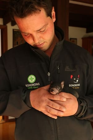 Image Tasmanien: Sympathie für den Teufel