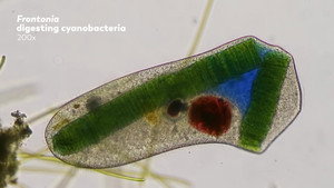 How Microscopic Hunters Get Their Lunch still