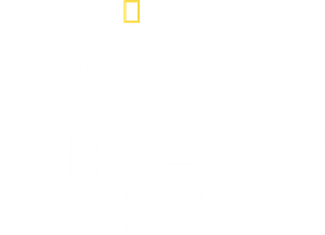 Orca Vs. Great White